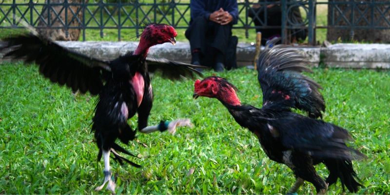 Cách để cập nhật tin tức đá gà trực tiếp Thomo