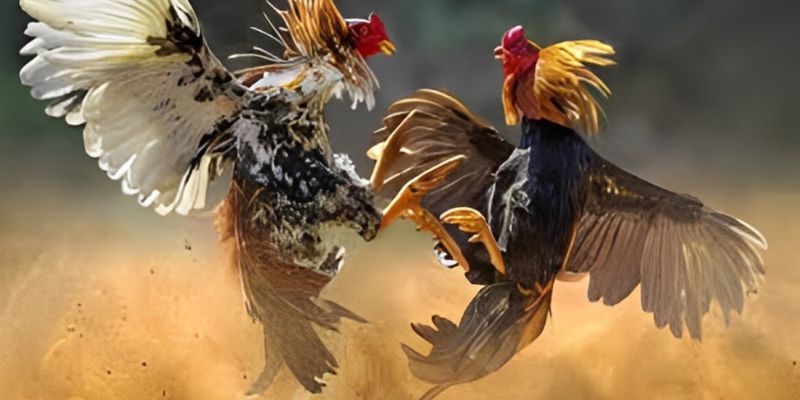 Các hình thức của trò chơi đá gà tại Jun88 Các hình thức của trò chơi đá gà tại Jun88