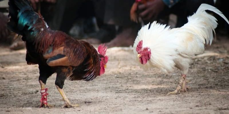 Các thể loại đá gà Malaysia phổ biến Các thể loại đá gà Malaysia phổ biến