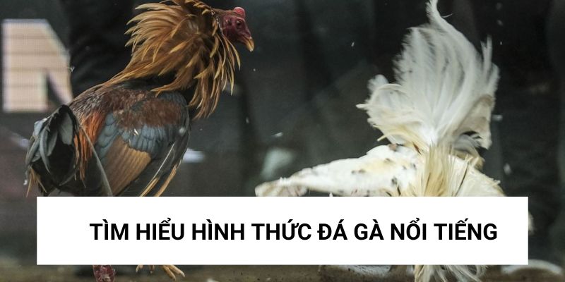 Tìm hiểu về hình thức đá gà trực tiếp thomo C3 nổi tiếng Tìm hiểu về hình thức đá gà trực tiếp thomo C3 nổi tiếng