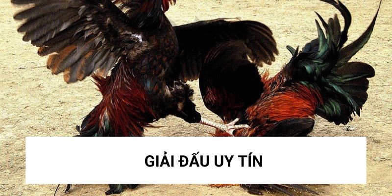 Giải đấu đá gà trực tiếp thomo C3 có sự uy tín và công bằng Giải đấu đá gà trực tiếp thomo C3 có sự uy tín và công bằng