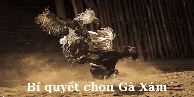 Bỏ túi một vài bí quyết chọn gà chọi bất khả chiến bại Bỏ túi một vài bí quyết chọn gà chọi bất khả chiến bại