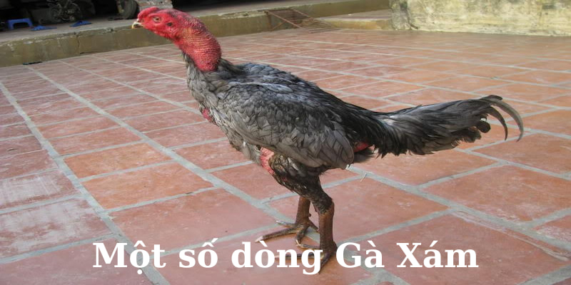 Điểm qua một số dòng kê xám nổi bật với khả năng chiến đấu bền bỉ Điểm qua một số dòng kê xám nổi bật với khả năng chiến đấu bền bỉ