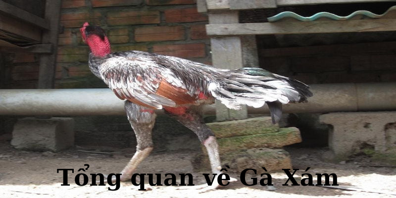 Tổng quan về dòng Gà Xám được yêu thích nhất hiện nay Tổng quan về dòng Gà Xám được yêu thích nhất hiện nay