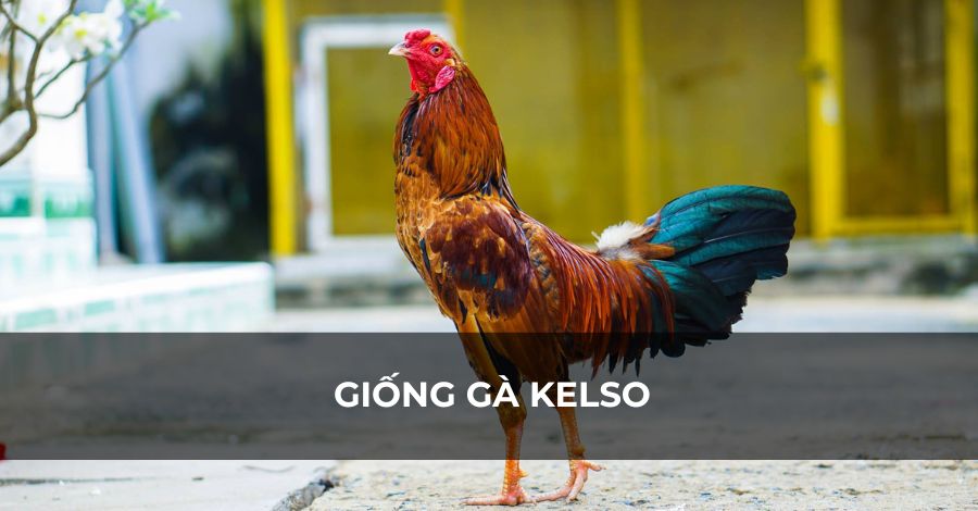 Các giống gà để đá mà bạn có thể chọn Các giống gà để đá mà bạn có thể chọn