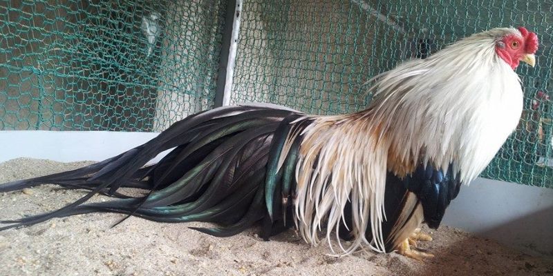 Khái niệm kê chuối là gì? Khái niệm kê chuối là gì?