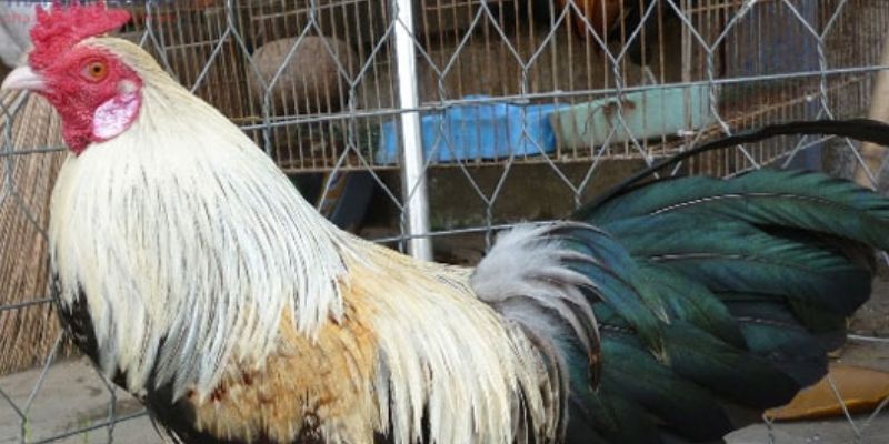 Nắm chắc vài quy tắc lựa ngày phong thuỷ xuất trận Nắm chắc vài quy tắc lựa ngày phong thuỷ xuất trận