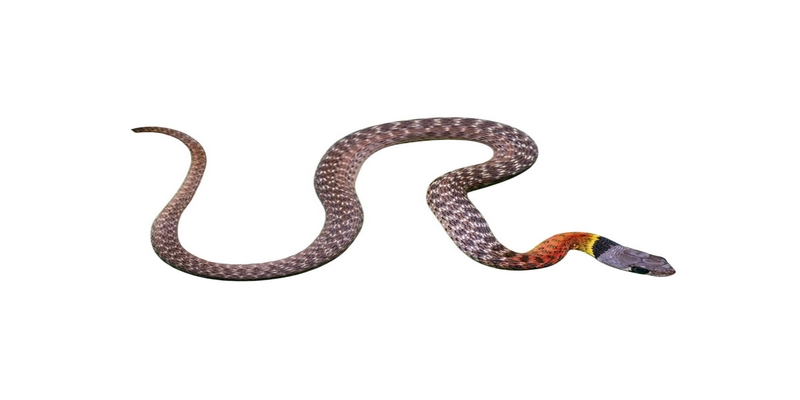 Mộng thấy rắn bay báo hiệu hãy dừng lại để cảm thấy thoải mái Mộng thấy rắn bay báo hiệu hãy dừng lại để cảm thấy thoải mái