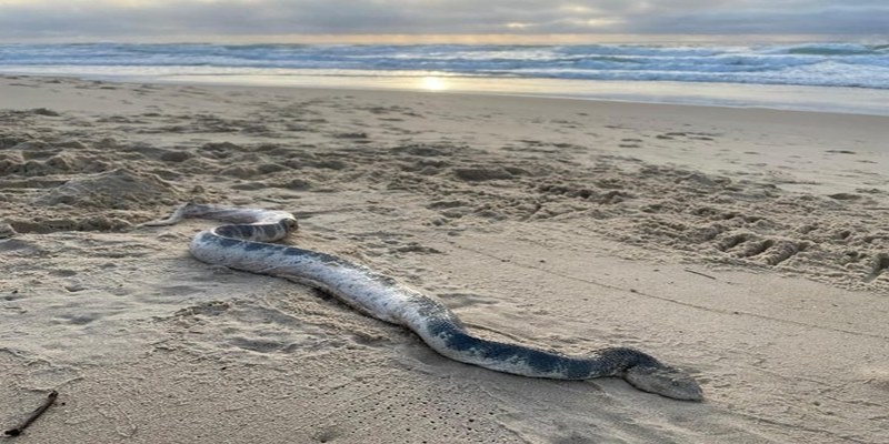 Ý nghĩa chiêm bao thấy rắn trên bãi cát là hãy dành thời gian cho gia đình Ý nghĩa chiêm bao thấy rắn trên bãi cát là hãy dành thời gian cho gia đình