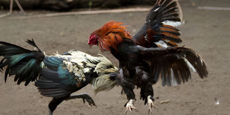 Những ưu điểm khi chơi trò chơi đá gà tại Jun88 Những ưu điểm khi chơi trò chơi đá gà tại Jun88