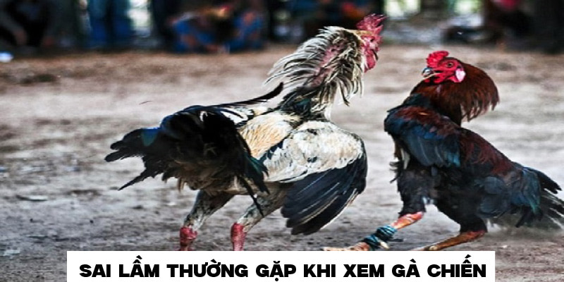 Sai lầm thường gặp trong cách xem gà chiến tại JUN88 Sai lầm thường gặp trong cách xem gà chiến tại JUN88