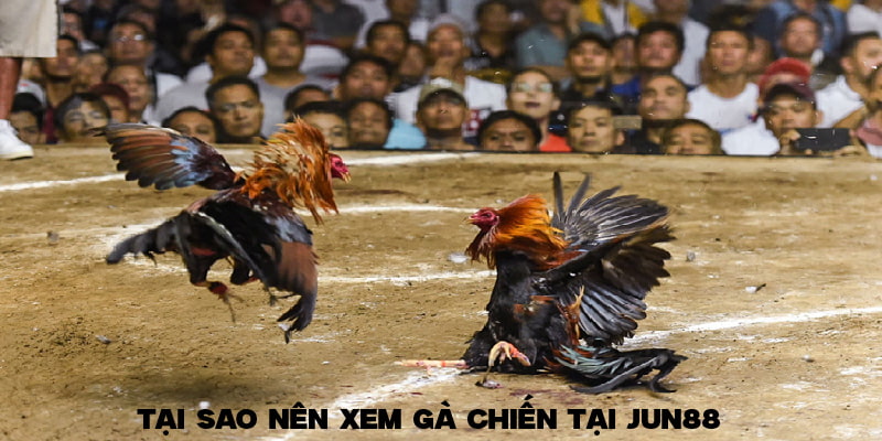Lợi ích nhận được khi xem gà chiến tại JUN88 Lợi ích nhận được khi xem gà chiến tại JUN88