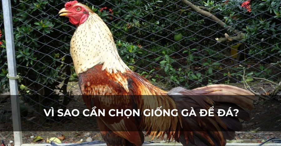Lợi ích của việc chọn giống Lợi ích của việc chọn giống